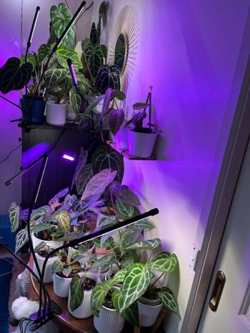 Urban Plant Growers Full Spectrum LED Grow Light Review