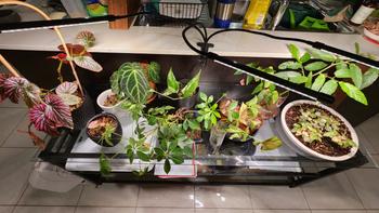 Urban Plant Growers Full Spectrum LED Grow Light Review