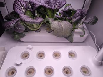 Urban Plant Growers VIP Subscriptions Review