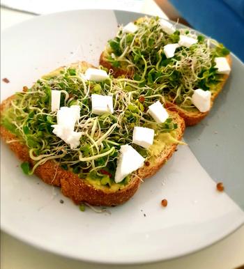 Urban Plant Growers Speedy Sprouters Review