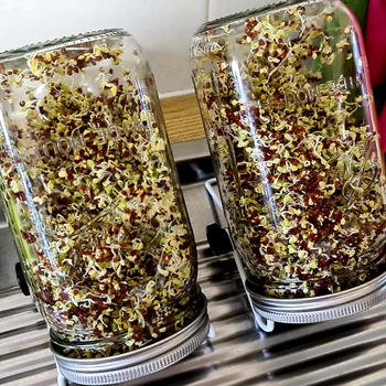 Urban Plant Growers Speedy Sprouters Review