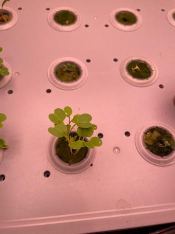 Urban Plant Growers Rockwool Cubes Review