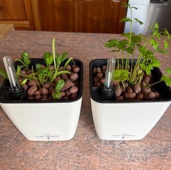 Urban Plant Growers Self Watering Pot - Square Review