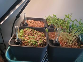 Urban Plant Growers Self Watering Pot - Square Review