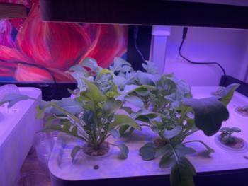 Urban Plant Growers TerraGarden Combo Review