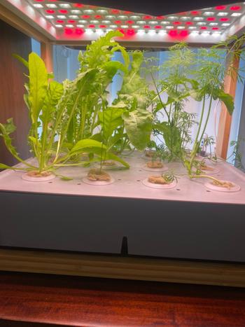 Urban Plant Growers EcoKitchen Review