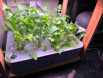 Urban Plant Growers Hydroponic Nutrients - Herbs and Leafy Greens Review