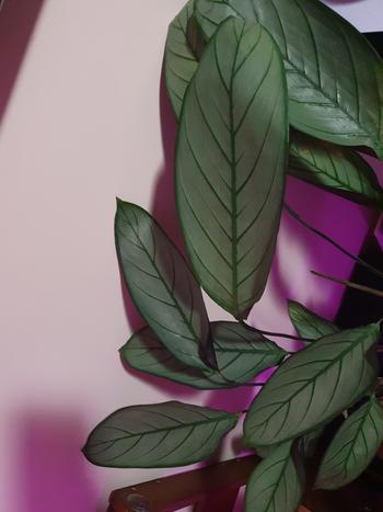 Urban Plant Growers Neem Oil Review