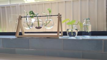 Urban Plant Growers Three Vial A-Frame Propagation Station Review
