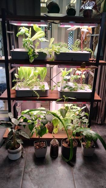 Urban Plant Growers Sun Shelf Review