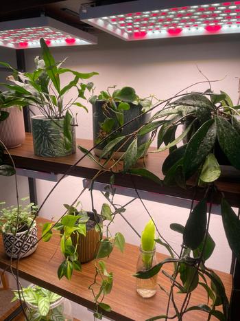 Urban Plant Growers Sun Shelf Review