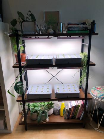 Urban Plant Growers Sun Shelf Review