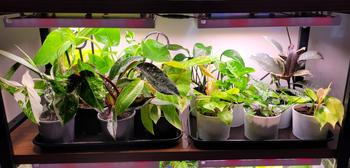 Urban Plant Growers Sun Shelf Light Panels Review