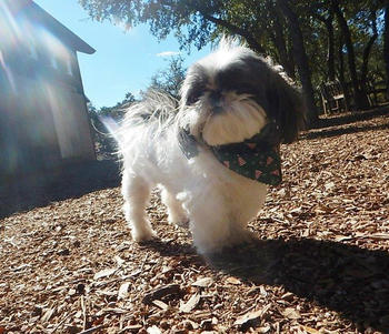 Farm to Pet Chicken Chips Review