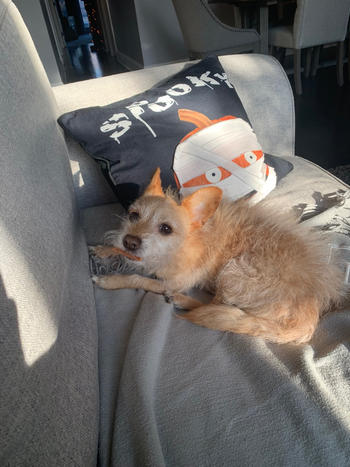 Farm to Pet Chicken Chips Review