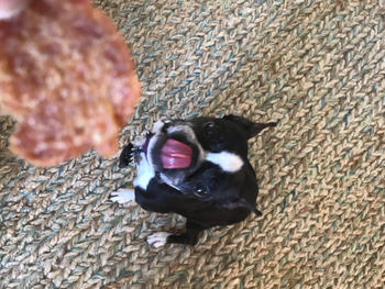 Farm to Pet Turkey Chips Review