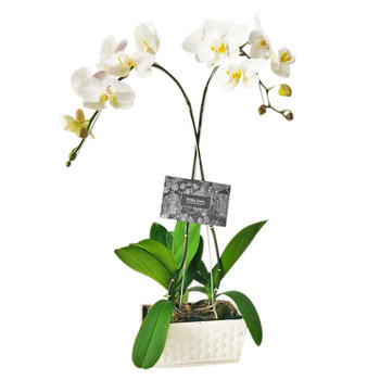 Outerbloom 2 Stem Of White Phalaenopsis Orchid in Vase Review