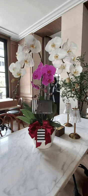 Outerbloom Classic Mixed Orchid Majesty in Vase - 2 Tangkai / White Vase Review