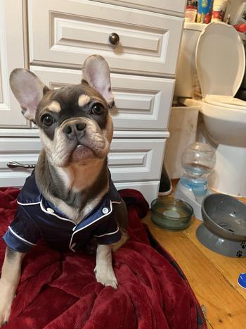 5Strands Affordable Testing Pet Intolerances & Imbalances Test Review