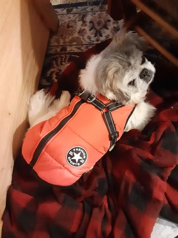 5Strands Affordable Testing Pet Health Test Review
