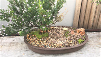 Bonsai Tree Japanese Unglazed Oval Container Review
