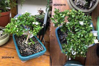 Bonsai Tree BonsaiBoost, Organic Bonsai Fertilizer, retail pack Review