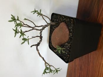 Bonsai Tree Crushed LECA Review