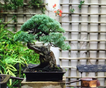Bonsai Tree 1.5mm, Anodized aluminium wire Review
