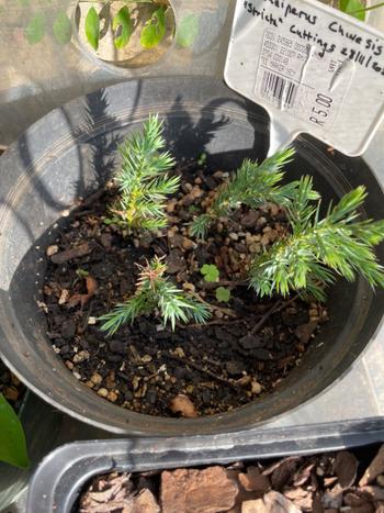 Bonsai Tree Dip & Root, 10ml Review