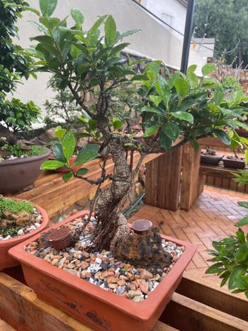 Bonsai Tree Bonsai Tree Fertilizer Containers Review