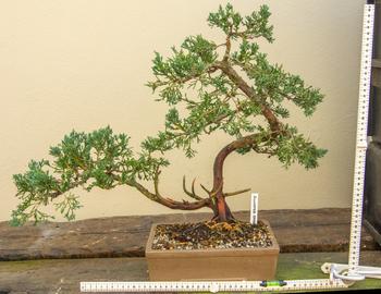 Bonsai Tree Bonsai Tree Fertilizer Containers Review