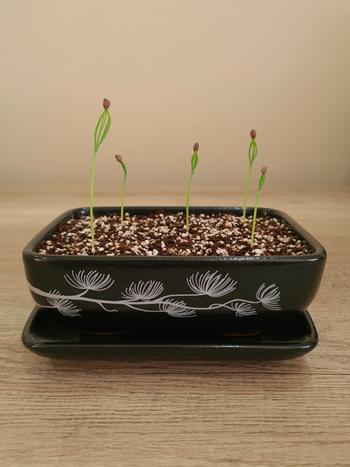 Bonsai Tree Black Pine Bonsai Growing Kit Review