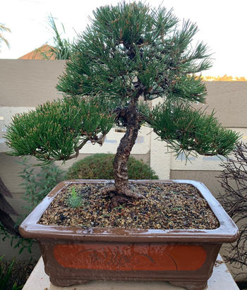 Bonsai Tree Japanese Lava Stone, Medium, 0-10mm Review