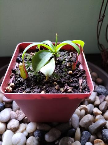 Bonsai Tree Tropical Pitcher, Nepenthes 'Nibs' Review
