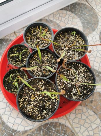 Bonsai Tree Carnivorous plant growing medium Review