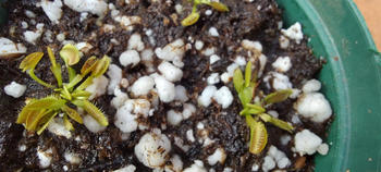 Bonsai Tree Carnivorous plant growing medium Review