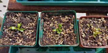 Bonsai Tree Carnivorous plant growing medium Review