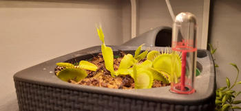 Bonsai Tree Carnivorous plant growing medium Review