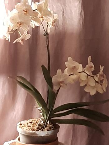 Bonsai Tree Orchid Plastic Pot, Clear, Large,18cm. Review