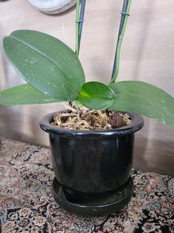 Bonsai Tree Japanese, Orchid Containers Review
