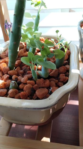 Bonsai Tree Assorted Glazed Bonsai Pots, 8 Review