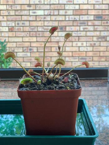 Bonsai Tree Venus Fly Trap, 'Gold Strike.' Special Import. Review