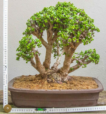 Bonsai Tree Portulacaria afra Spekboom Review