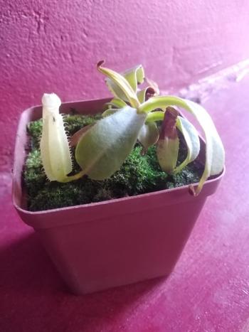 Bonsai Tree Tropical Pitcher, Nepenthes 'Nibs' Review