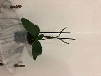 Bonsai Tree Premium, Treated Orchid Bark Review