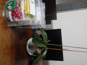 Bonsai Tree Premium, Treated Orchid Bark Review
