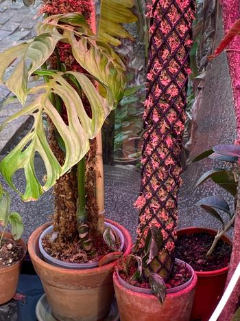 Bonsai Tree Houseplant Moss Pole Review