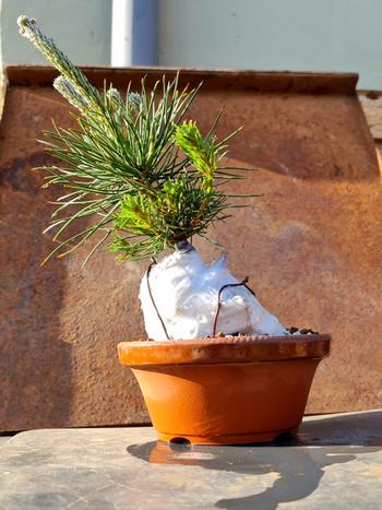 Bonsai Tree Japanese Black Pine, Root over Rock, Virtual Workshop Review