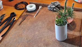 Bonsai Tree Japanese Black Pine, Root over Rock, Virtual Workshop Review