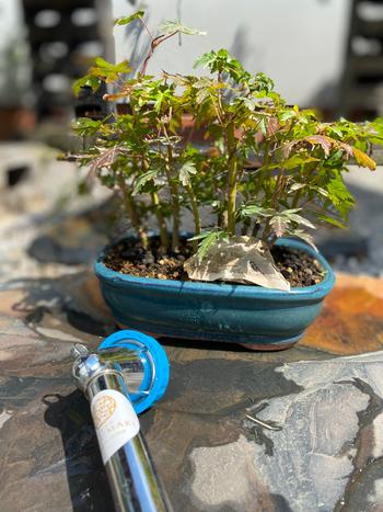 Bonsai Tree Chrome plated watering wand, medium Review